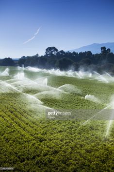 the sprinkles are spraying water onto the field in preparation for harvesting