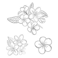 four flowers with leaves in black and white on a white background stock photo royalty illustration