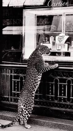 a leopard standing on it's hind legs in front of a storefront window