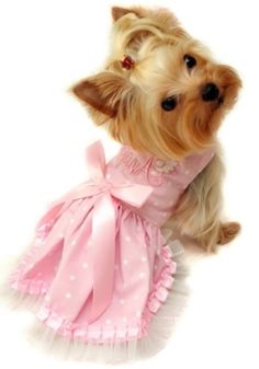 a small dog wearing a pink dress