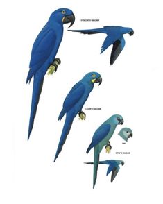 blue macaws are different colors and sizes