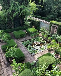 a garden with lots of green plants and water lilies in the middle of it