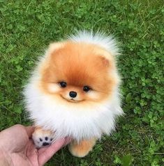 a small brown and white dog sitting on top of a grass covered field next to a person's hand