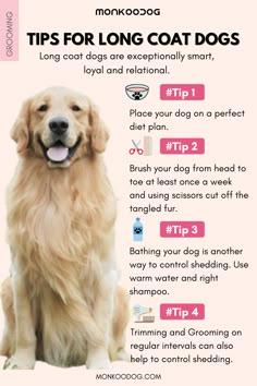 a golden retriever dog sitting down with its tongue out and the words tips for long coat dogs