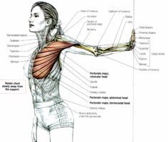 a diagram of the muscles and their major skeletal systems, including the upper half of the body