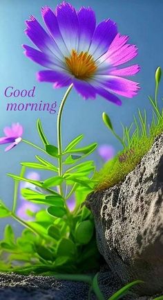 a purple flower sitting on top of a rock next to green grass and flowers with the words good morning