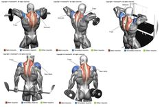 the muscles are shown in three different positions, and one is holding a barbell