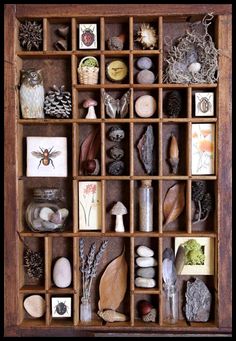 a wooden box filled with lots of different types of rocks and shells in it's compartments