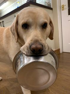 a dog holding a metal bowl in its mouth and chewing on it's nose