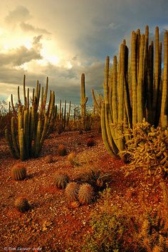 many cactus plants in the desert with cloudy sky behind them and sun shining through clouds