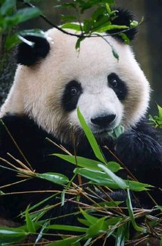 a panda bear eating bamboo in its habitat with trees and leaves around it's neck