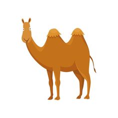 a camel standing with its head turned to the side