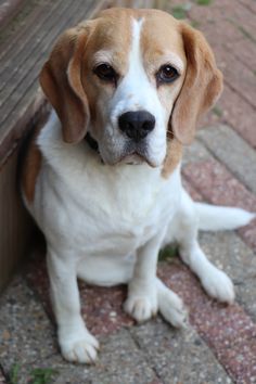 a brown and white dog sitting on top of a brick floor next to a wooden bench