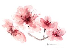 watercolor painting of pink flowers on white background