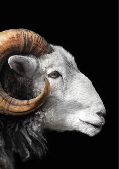 a ram with long horns is shown against a black background in this artistic photograph, it appears to be looking at the viewer