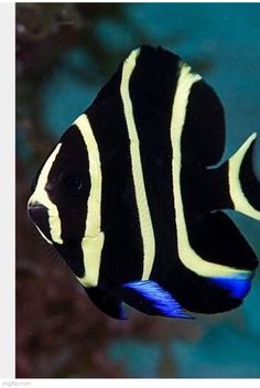 a black and white fish swimming in an aquarium with blue water behind it's surface