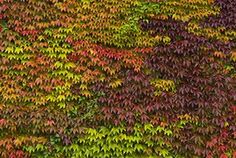 colorful leaves are growing on the side of a building