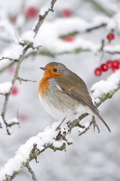 a small bird perched on top of a snow covered tree branch with berries in the background