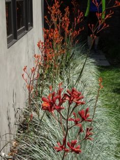 some red flowers and grass near a building