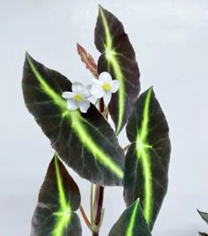 a plant with white flowers and green leaves