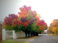 the trees are changing colors in the fall and it's time to change their leaves