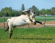 a white horse is jumping in the air