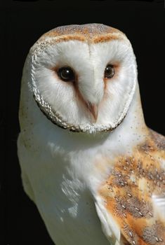 an owl with brown and white markings on its face