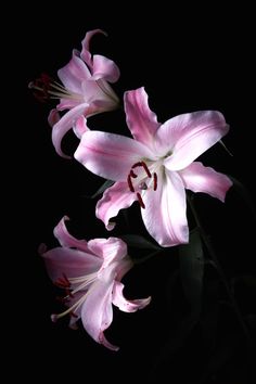 some pink flowers are blooming in the dark