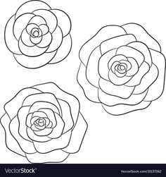 three roses in black and white on a white background