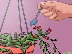 a hand holding a spoon over a potted plant with flowers in it and another hand reaching for the flower