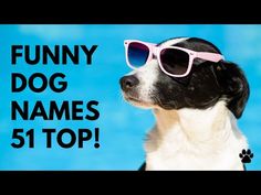 a black and white dog wearing sunglasses with the words must have summer essentials on it