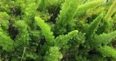 the top view of a green bush with lots of leaves