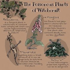 Poison Plants, Magical Plants, Deadly Plants, Magickal Herbs, Witch Herbs, Witch Rituals, Green Witchcraft, Plant Magic, Witch Garden