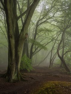 foggy forest with trees and leaves in the foreground, on a path through the woods