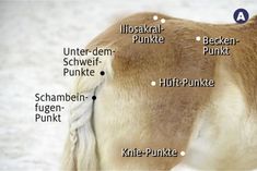 the back side of a horse's head with all its features labeled in german words