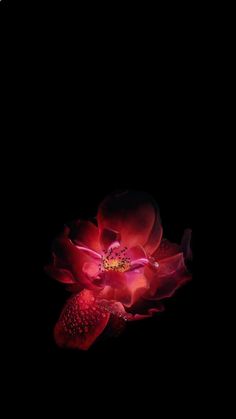 a large red flower on a black background