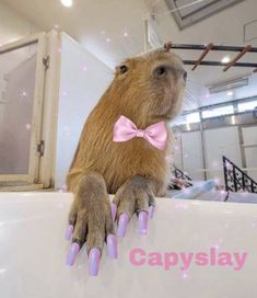 a capybara sitting on top of a bath tub with pink nails and a bow tie