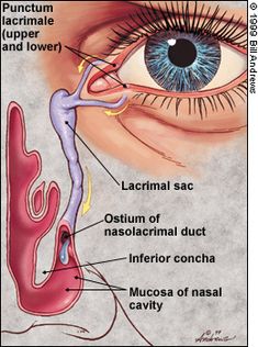 the anatomy of an eye and its surrounding parts