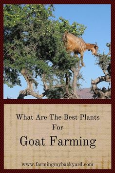 goats are the best plants for goat farming