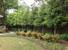 a fenced in area with lots of trees and plants on the side of it