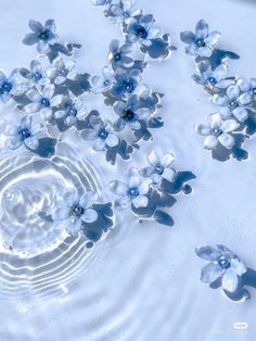 blue and white flowers floating in water with ripples