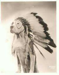 an old photo of a dog with feathers on its head