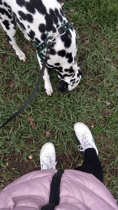 a dalmatian dog standing next to a person wearing white shoes and a pink jacket