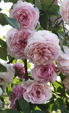 pink flowers are blooming in the garden