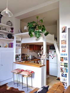 a kitchen and living room area with plants on the shelves above the counter, below which is a refrigerator