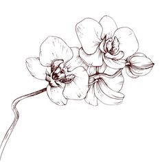 an ink drawing of two orchids on a white background, one is black and the other is white