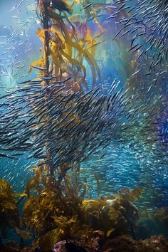 a large group of fish swimming in the ocean