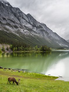 an animal grazing on grass next to a body of water with mountains in the background