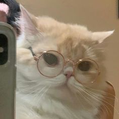 a cat wearing glasses looking at itself in the mirror