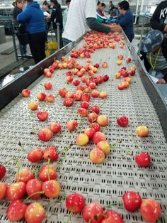 many cherries are on the conveyor belt as people look at them in the background